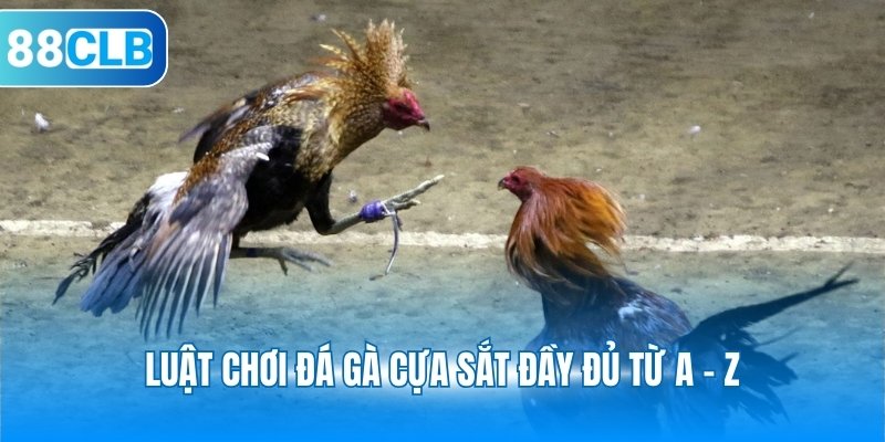 Luật chơi đá gà cựa sắt đầy đủ từ A - Z