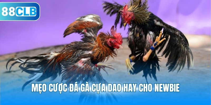 Mẹo cược đá gà cựa dao hay cho newbie